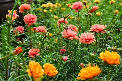 813aWjlLiGL. SL1500 .jpg