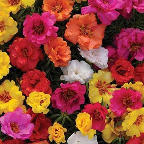 51cYrxsN9sL.jpg