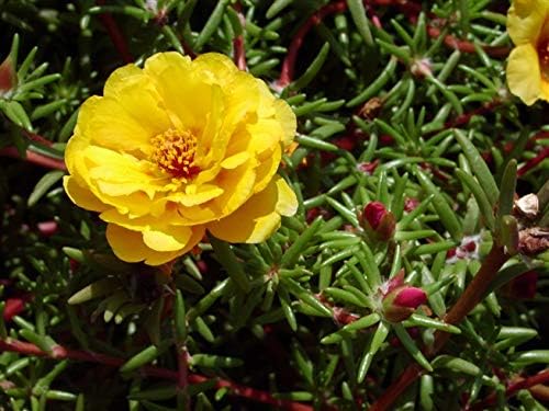 51CvfK1qYsL. AC .jpg