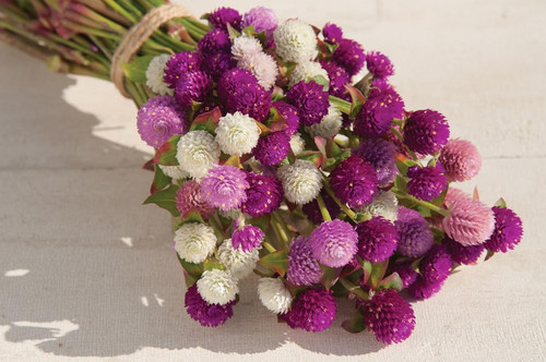 81QB b9u7nL. SL1500 .jpg