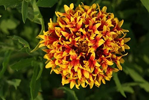 51I7Tc6zJjL. AC .jpg