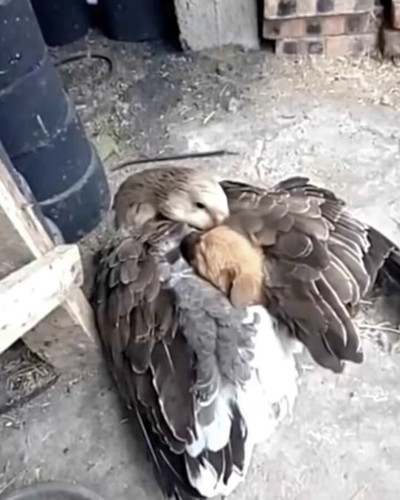 ZJcIk7b GcR1mTON.jpg