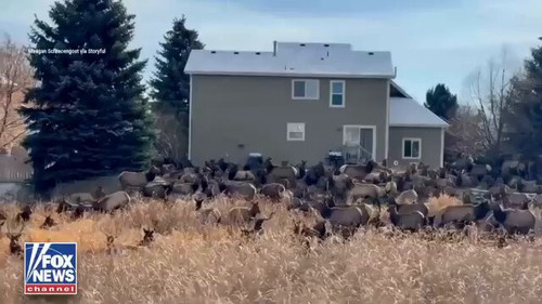 WEGA1dz XCgrBmya.jpg