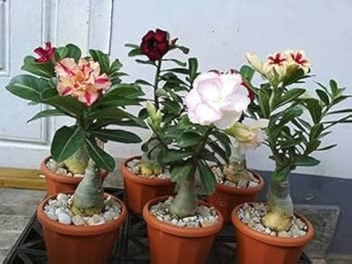 41beZFpNg1L. AC UF1000,1000 QL80.jpg