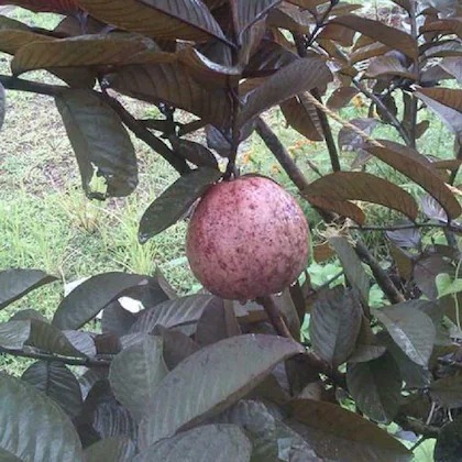 online plant bazar malaysian red.jpg