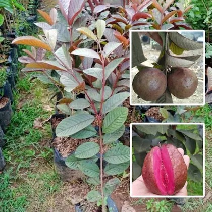 online plant bazar red alltime m.jpg