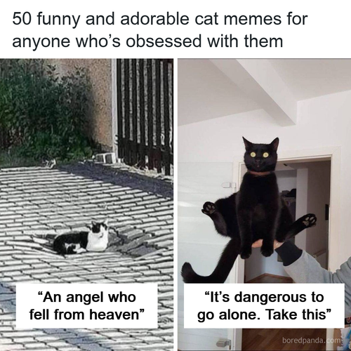 animals cats funny.png
