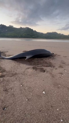 vUEJ43iXhFmDdzul.jpg