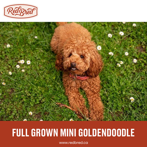 Full Grown Mini Goldendoodle.jpg