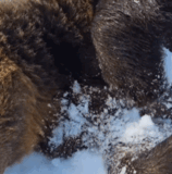 ezgif.com resize (2).gif