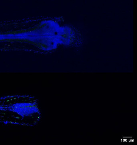 qhq3PyTWkyPExE l.jpg