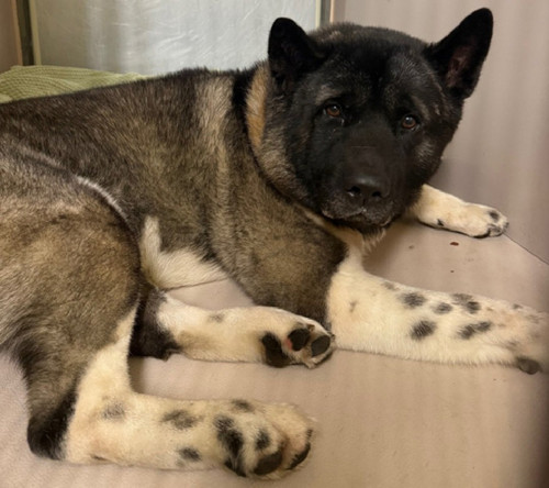 G7A8QeHXQAAGG Z?format=jpg.jpg