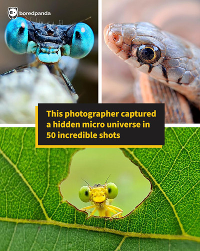 smartphone macro photography.jpg