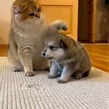 고양이.png