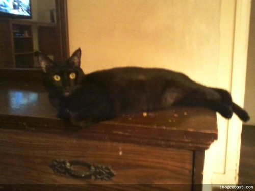 Snickers On April 28th 2017.jpg