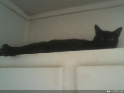 Snickers 03 5 29 17.jpg