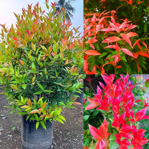 81zFhrgqHfL. AC UF1000,1000 QL80.jpg