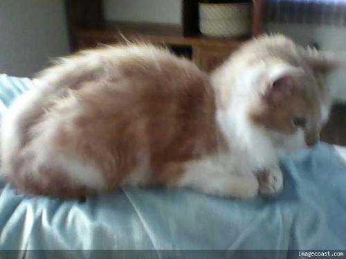 Taffy 12 01 16 3.jpg