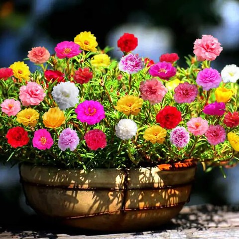 no perennial yes mixed portulaca.jpg
