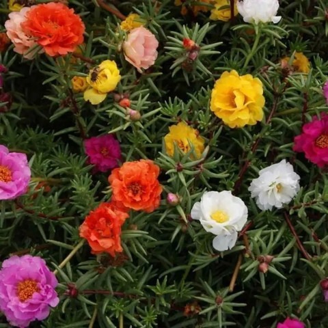 no perennial yes mixed portulaca (1).jpg