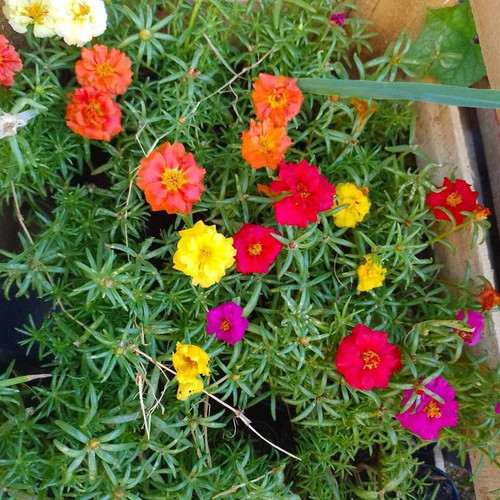 no perennial yes portuluca mixed.jpg