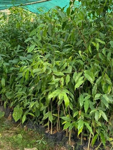 full sun exposure green agarwood.jpg
