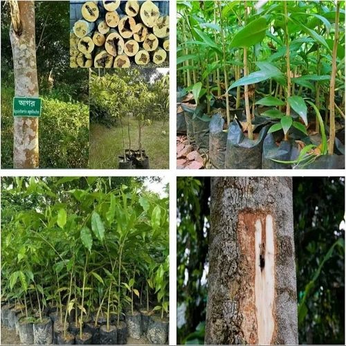 agarwood plants 500x500.jpg