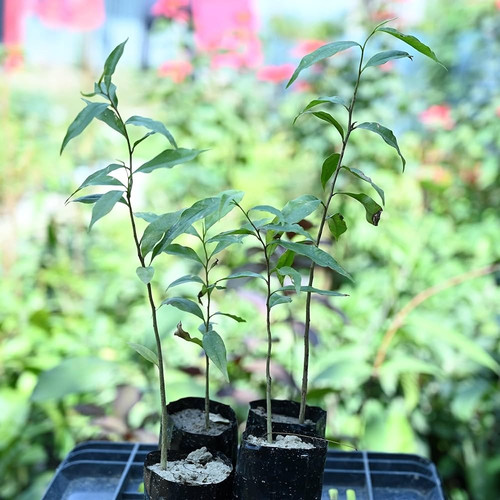 81QQ n5KC9L. UF1000,1000 QL80.jpg