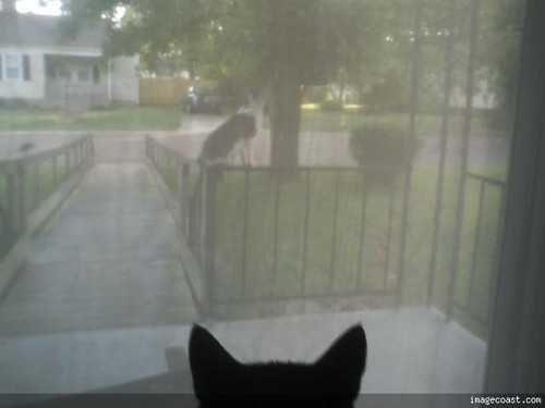 snickersandbamabobtail52718 1.jpg