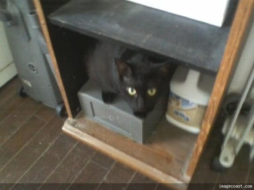 Snickers In The Cat Room 8 28 19.jpg