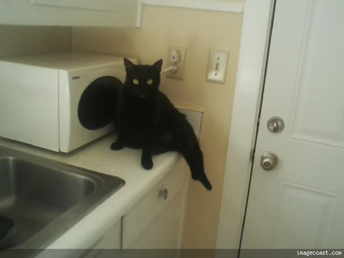 Snickers 9 12 19 2.jpg