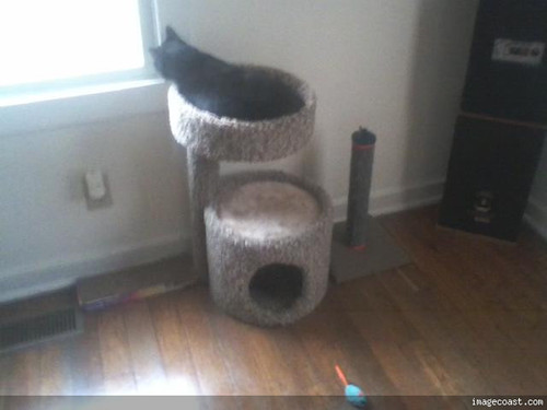 Snickers 1 03 20 Looking Out The Living Room Window.jpg