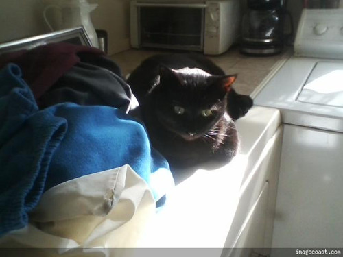 Snickers On The Dryer 11 06 19 1.jpg