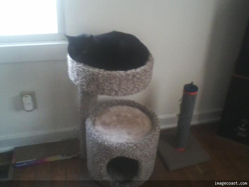 Snickers On Her Cat House.jpg