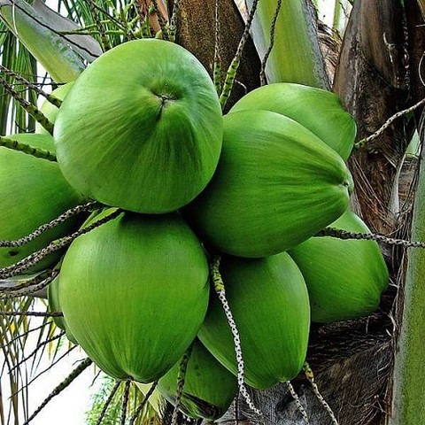 no annual yes coconut plant 1 po.jpg