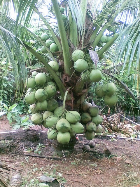 perennial yes yes patta kerala c.jpg