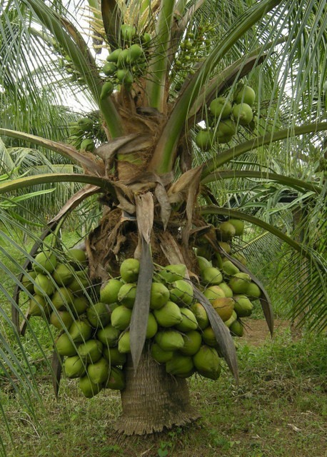 kerala coconut tree hybrid green.jpg
