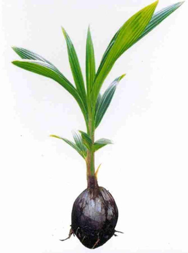 yes perennial yes dwraf coconut.jpg