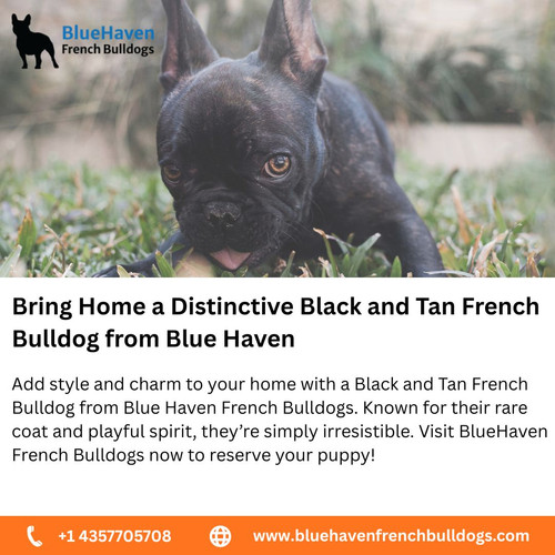 Discover a Stunning Sable French Bulldog at Blue Haven (2).jpg