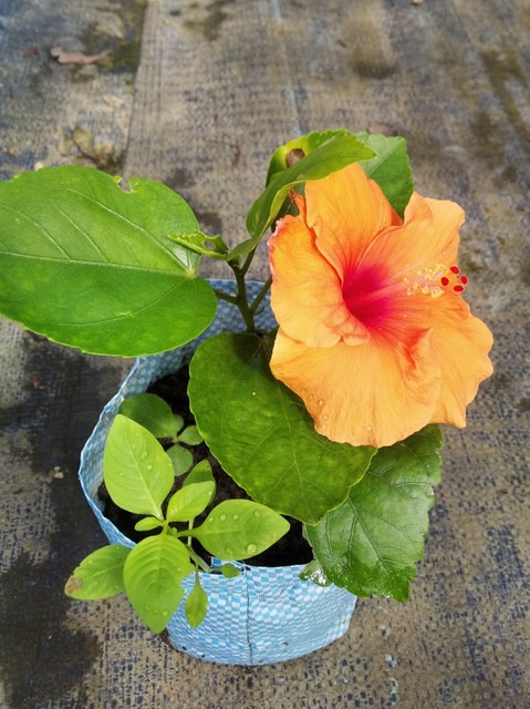 perennial no yes orange hibiscus.jpg