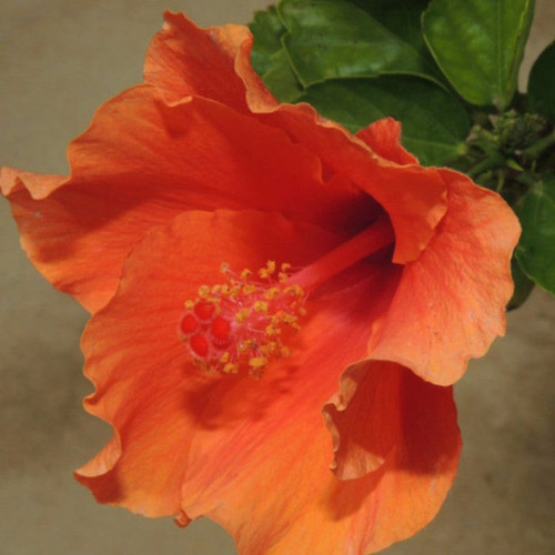 hibiscus2 700x700.jpg