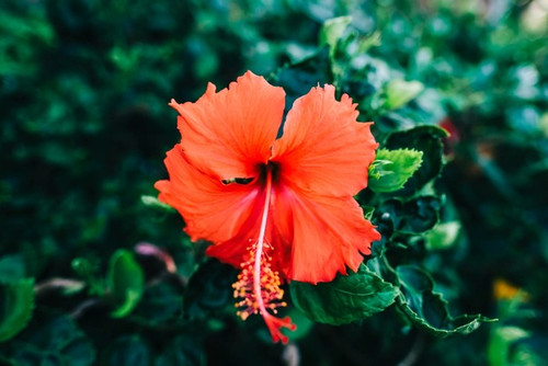 orange hibiscus online in delhi.jpg