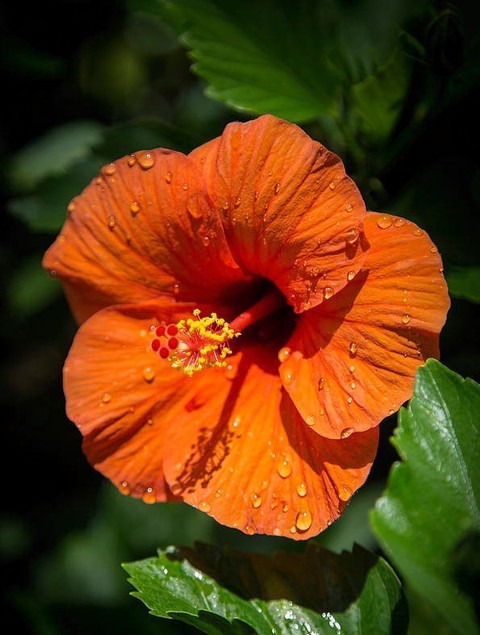 no perennial yes hibiscus plant.jpg