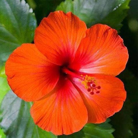 perennial yes yes orange gudhal.jpg