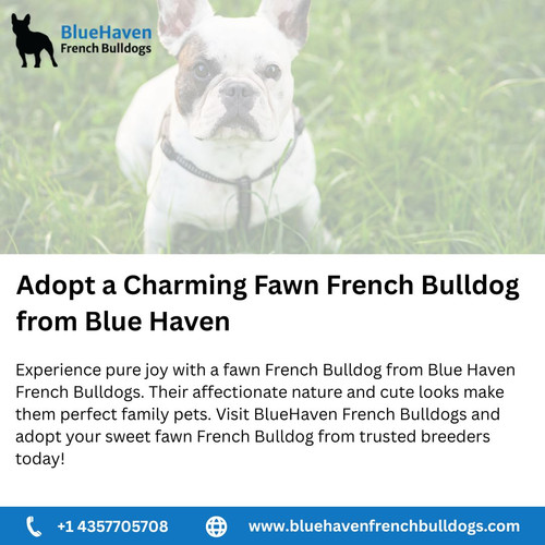 Discover a Stunning Sable French Bulldog at Blue Haven (1).jpg