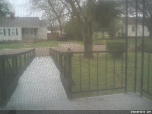 A Small Bird Checking Out The Fern 3 21 20.jpg