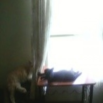 taffysnickersinthewindow 400x400.jpg