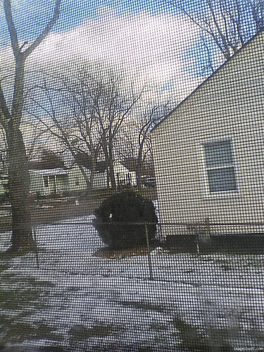 Blizzard Of 2025 Out My Kitchen Window 11125 Aftermath 2.jpg