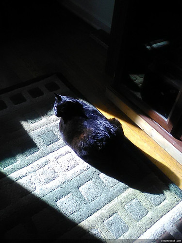 Snickers Sunning On 5 19 2024 1.jpg