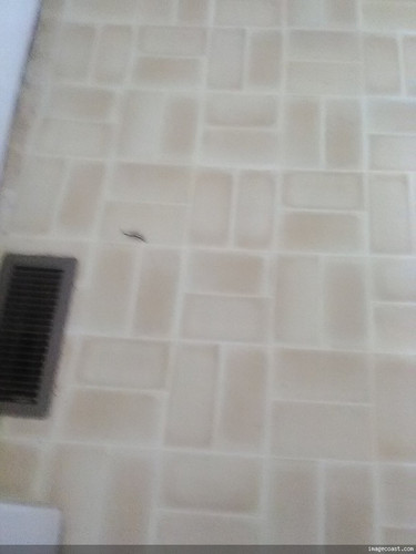 My Kitchen Floor On 7 30 24.jpg